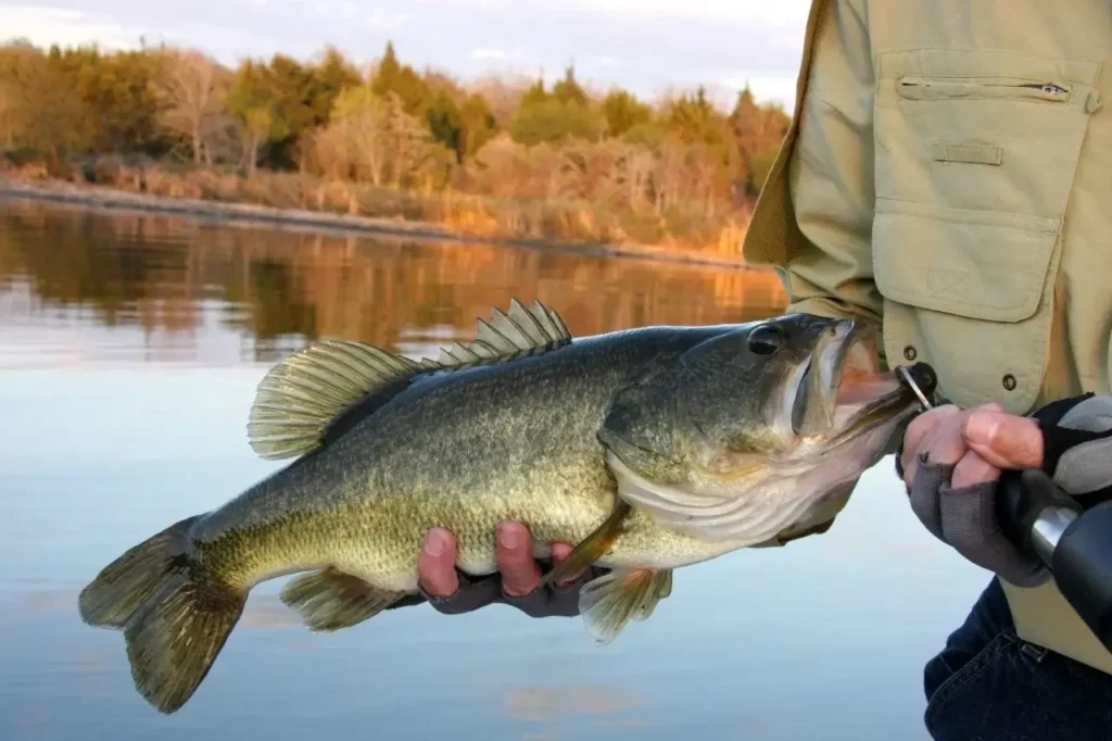 A fisherman holding a largemouth bass with one hand while removing the hook with the other, set against a calm lake at sunset.