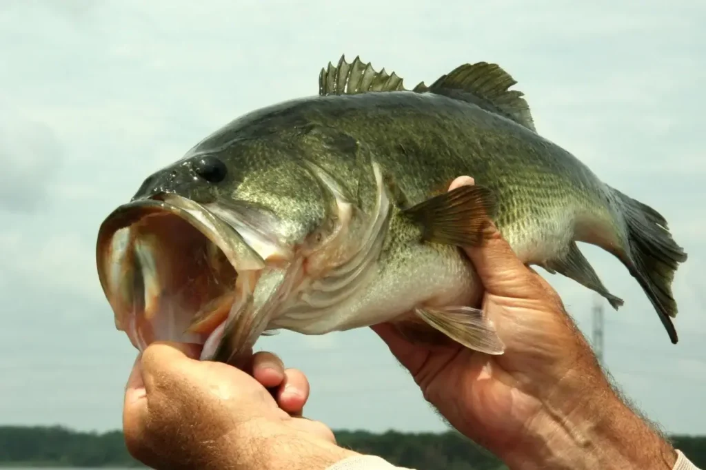 Angler holding a large bass caught during summer, showcasing a trophy fish with a lake in the background.